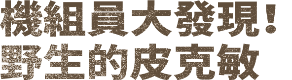 乗組員は見た！野生のピクミン